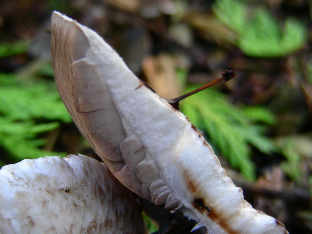 Agaricus impudicus